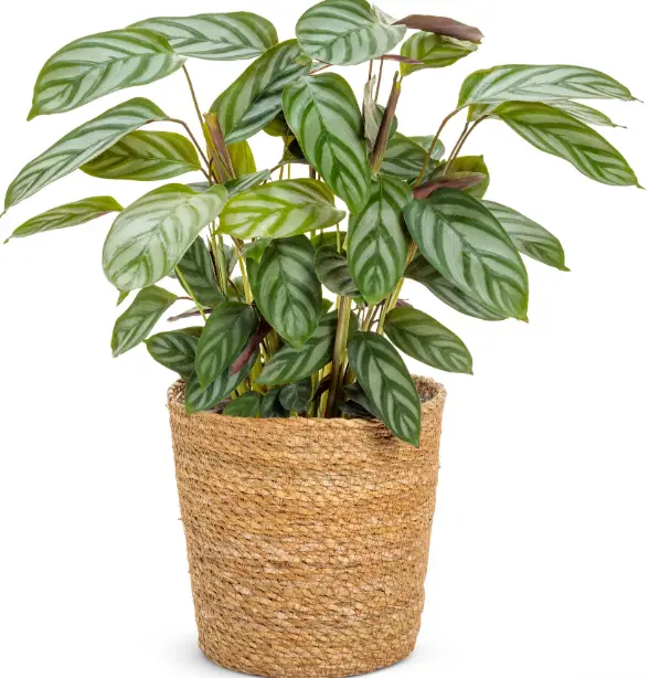 PROVEN WINNERS CTEPRL0015107 Sweet Dreams Exotica Setosa