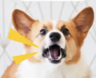 Furbo-Furbo3-Dog-Camera-user-guide (1)