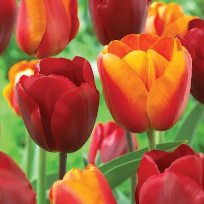 GSB-ECF-24-25-Tulip-Bright-Sunshine-Mixed-product