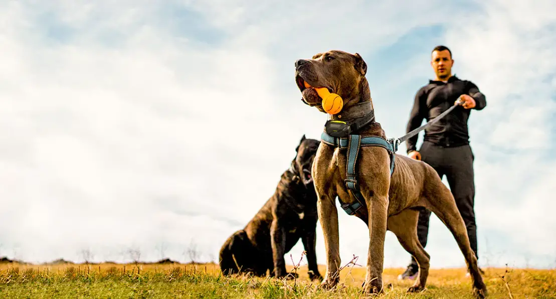 Patpet T710 Training Collars Instruction Manual