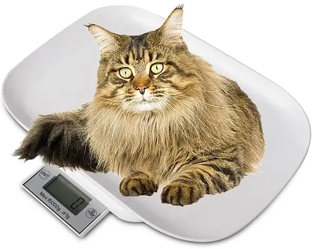 Digital-Pet-Scale-for-Small-Animals-img