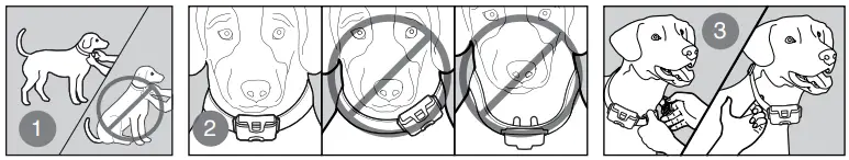 Electronic Fencing P19 Dog Training Anti Barking Collar User Manual - Allow your pet to wear the collar