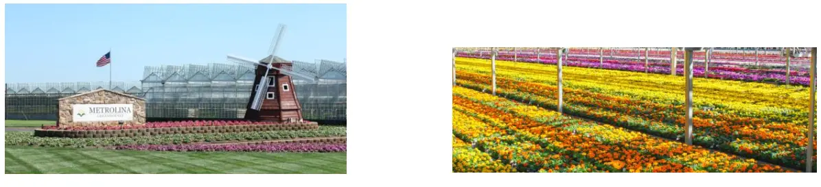 METROLINA GREENHOUSES 4509 Freesia Nano Verona Perennial Plant - Figure 1