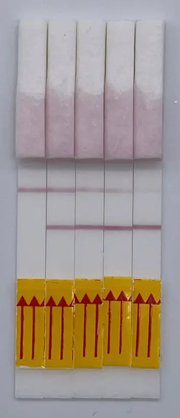 Attogene AU2037-XX Fluorescent Universal Lateral Flow Assay Kit