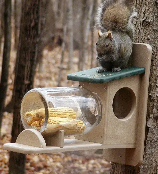 GARDENERS 8598915 Birds Choice Squirrel Jar Feeder
