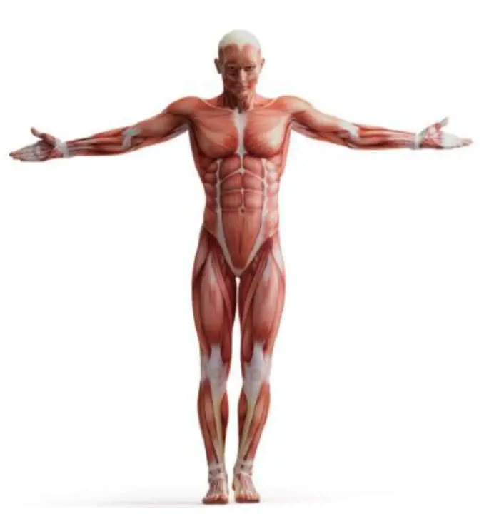 YUNMAI-Fascia-Massage-Gun-Slim-Elegant-FIG-11