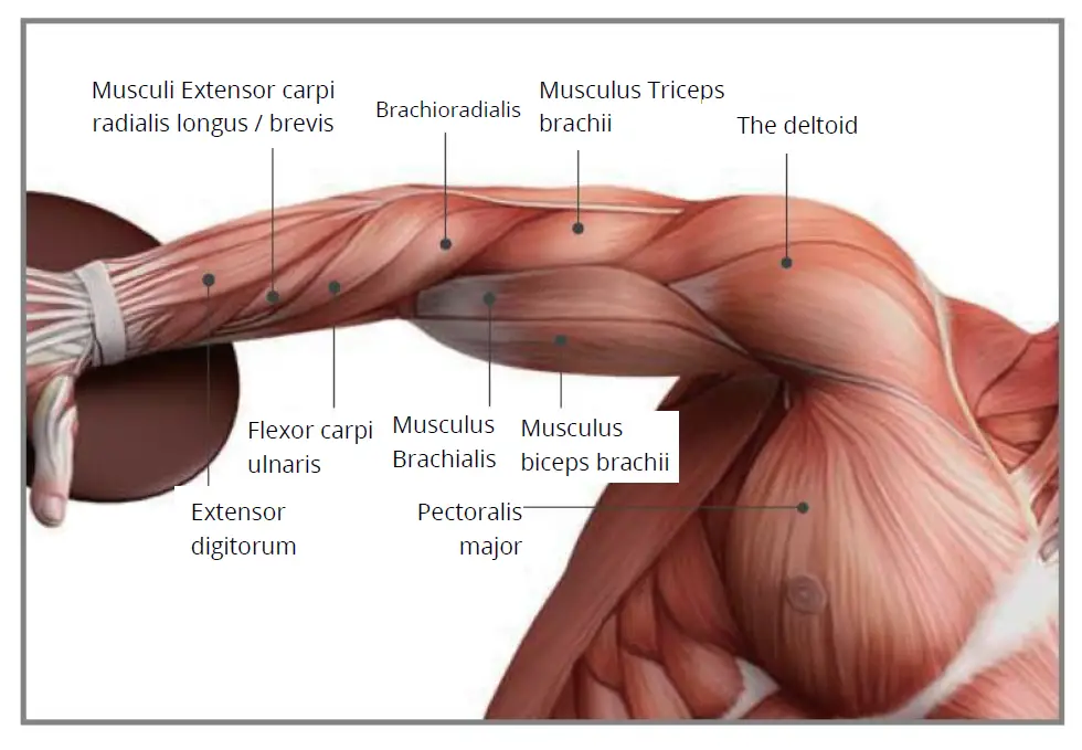 YUNMAI-Fascia-Massage-Gun-Slim-Elegant-FIG-6