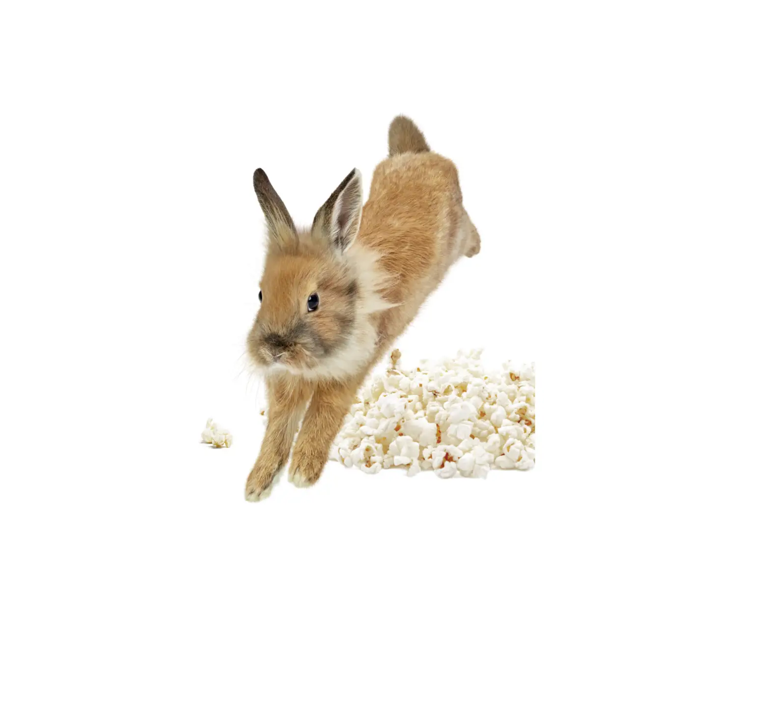 Telus Pik Tv Channel User Guide