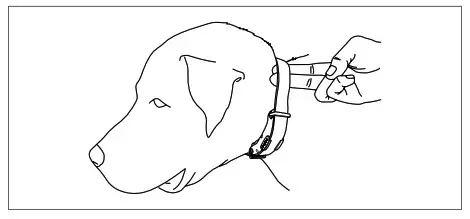 dogtra Traning e coller Improper Fit