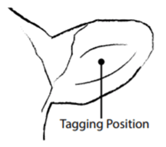 DATAMARS COLLARTAG Radio Control Collar Tag - Ear Tag Setup 2