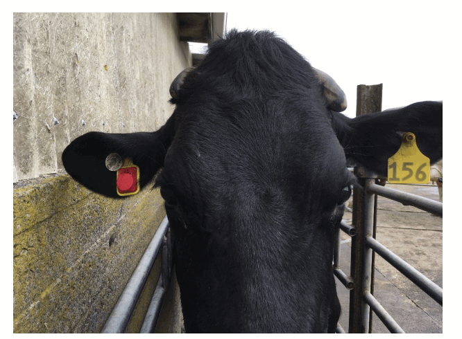 DATAMARS COLLARTAG Radio Control Collar Tag - Figure 4