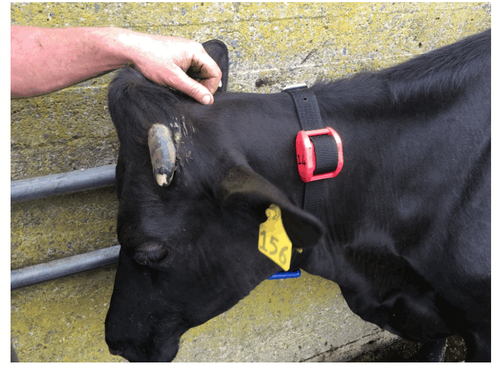 DATAMARS COLLARTAG Radio Control Collar Tag - To position the tag