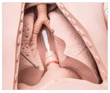 3B Nikki The Nursing Manikin With Auscultation - Installation of the Organs in the Thoracic and Abdominal Cavities
