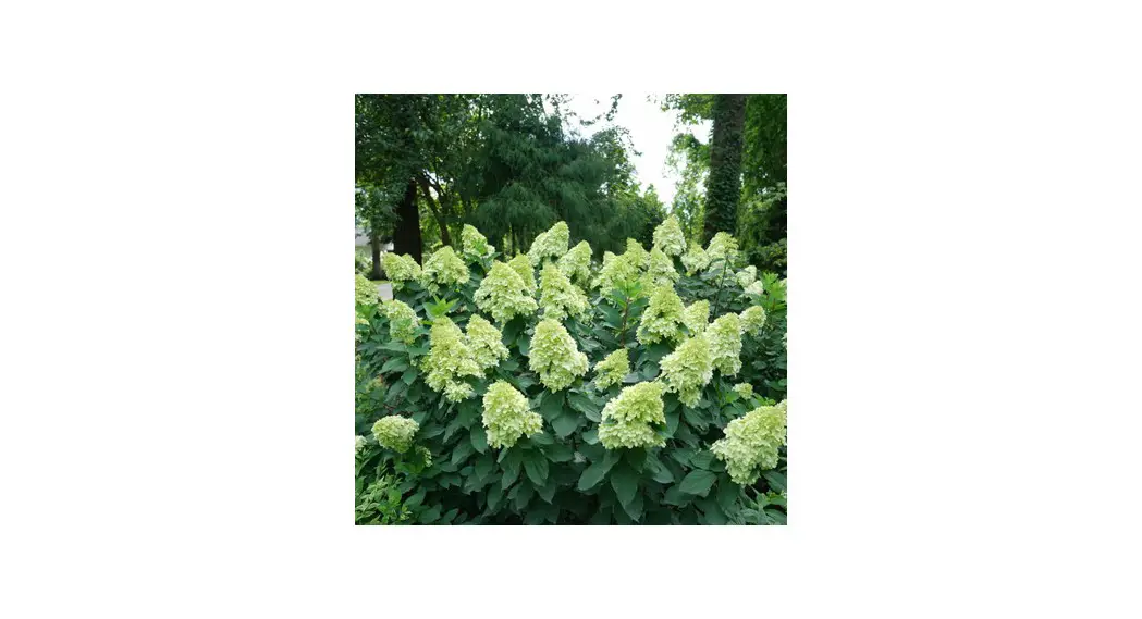 Proven Winners Limelight Prime Panicle Hydrangea Paniculata Instructions Proven Winners Limelight Prime Panicle Hydrangea Paniculata Instructions
