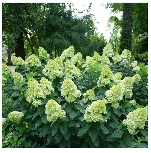 PROVEN WINNERS Limelight Prime Panicle Hydrangea Paniculata