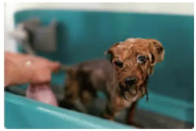 unibono-YP-7116-Pet-Grooming-Kit-for-Dog-and-Cat-FIG-1