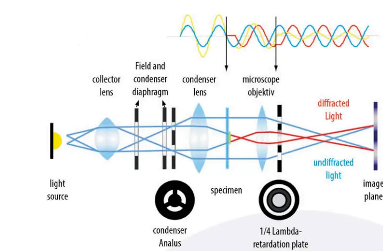 euromex-bscope-BS.1153-PLI-Biological-Microscope-fig-11
