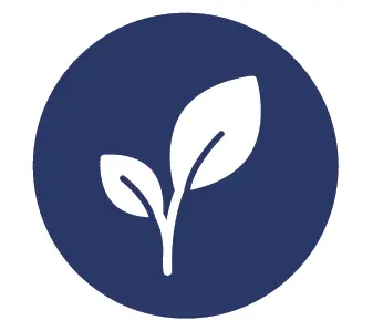 THE HOME DEPOT 1054 6 Inch Pothos Epipremnum Neon Plant in Grower Pot 3