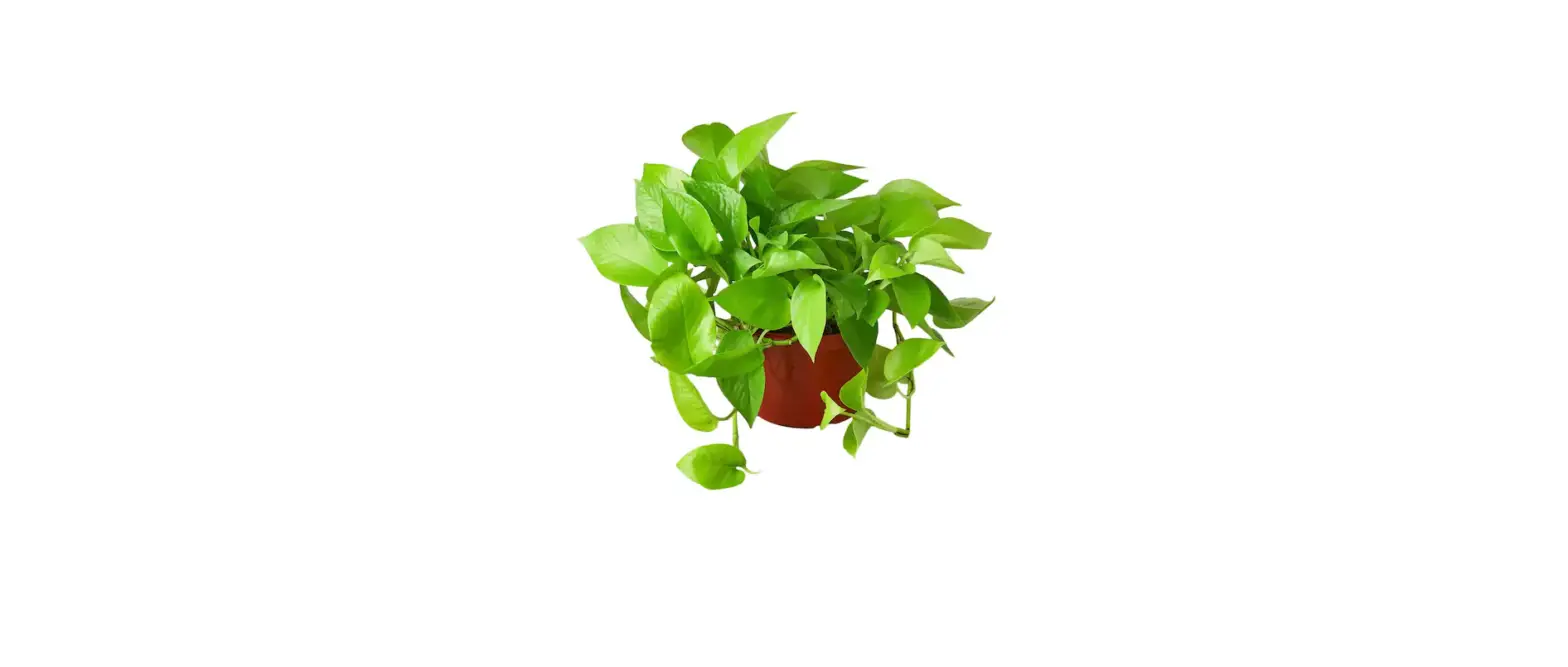 The Home Depot 1054 6 Inch Pothos Epipremnum Neon Plant In Grower Pot Instruction Manual