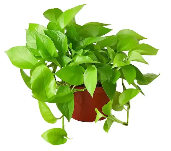 THE HOME DEPOT 1054 6 Inch Pothos Epipremnum Neon Plant in Grower Pot