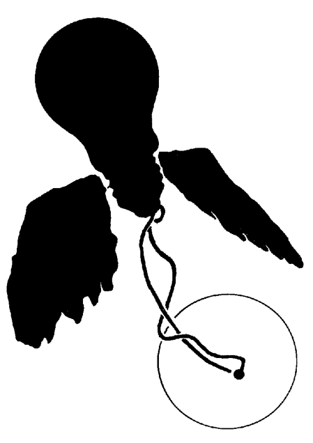 INHO MAURETZ Lucellino and DOPPIO ambient