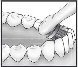 Inside teeth