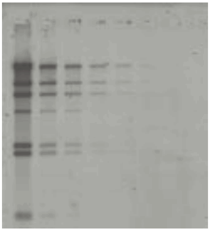 FUJIFILM FLA 5OOO Fluorescent Image Analyzer - 2