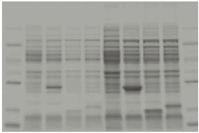 FUJIFILM FLA 5OOO Fluorescent Image Analyzer - 5