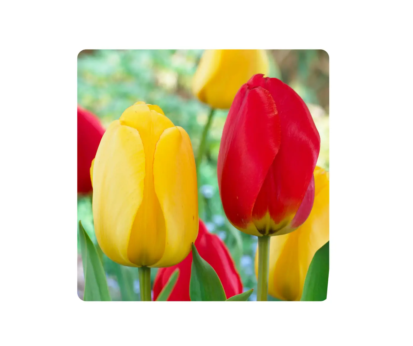 Miracle-gro Ecf-21-25 Tulip Yellow And Red Collection User Guide