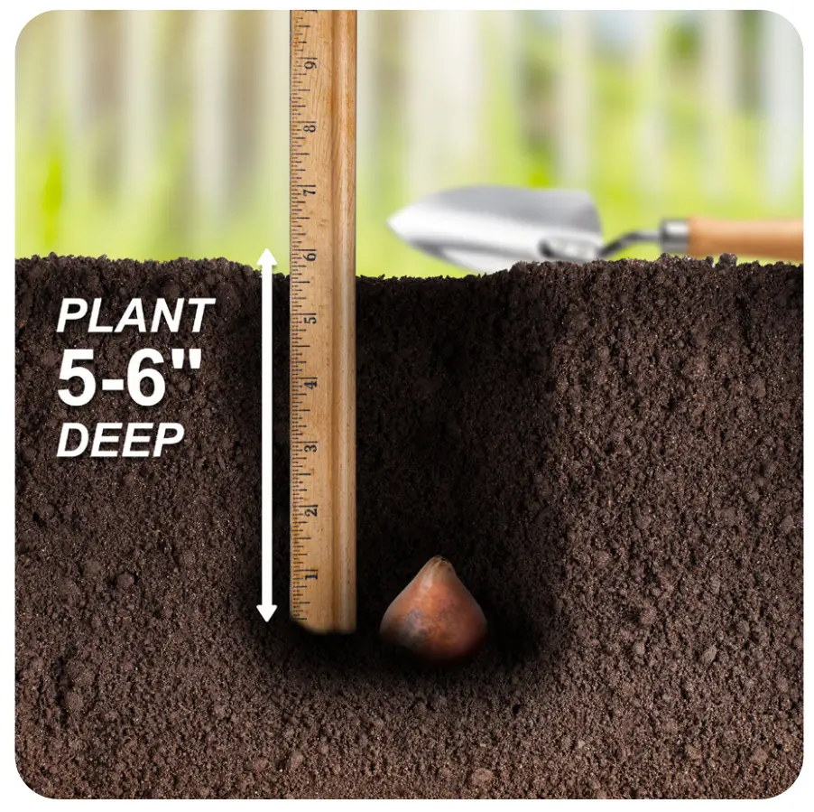 Bulb Planting Instructions