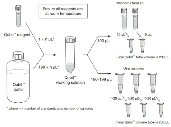 ThermoFisher SCIENTIFIC Q33230 Qubit Assay Protocol - 1