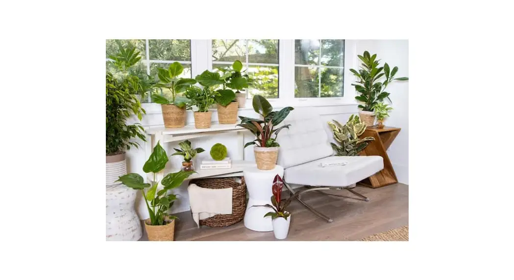 Proven Winners Ficprl0135105 5 Inch Leafjoy Chroma Ficus Belize Datasheet