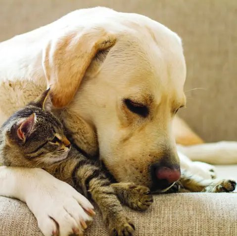 canary 1080p HD WiFi View Indoor Security Camera - Check in on Pets