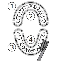 PHILIPS 2000 Series HX3651 Sonicare Electric Toothbrush - brushing in section