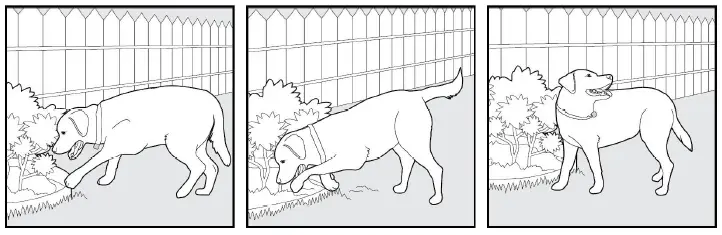 Bousnic-Dog-Shock-Collar-with-Remote (6)