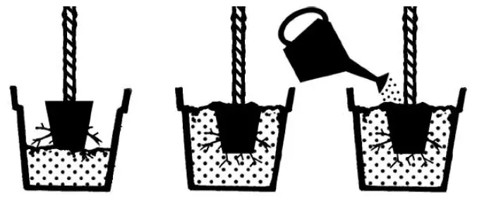 Cottage-Farms-DIRECT-M89465-Tropical-Hibiscus-Tree-01