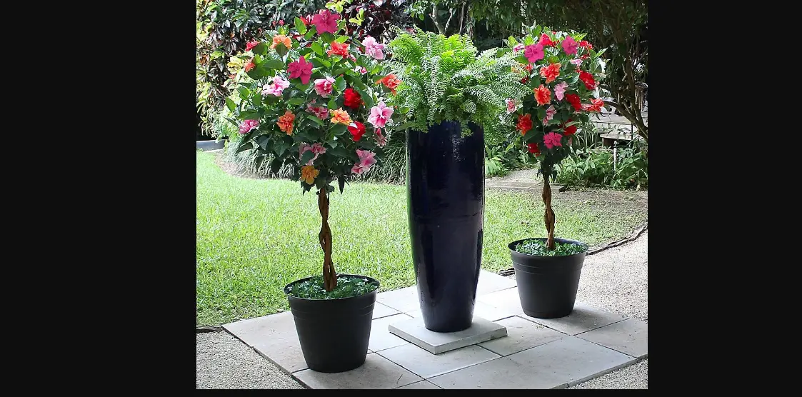 Cottage Farms Direct M89465 Tropical Hibiscus Tree User Guide