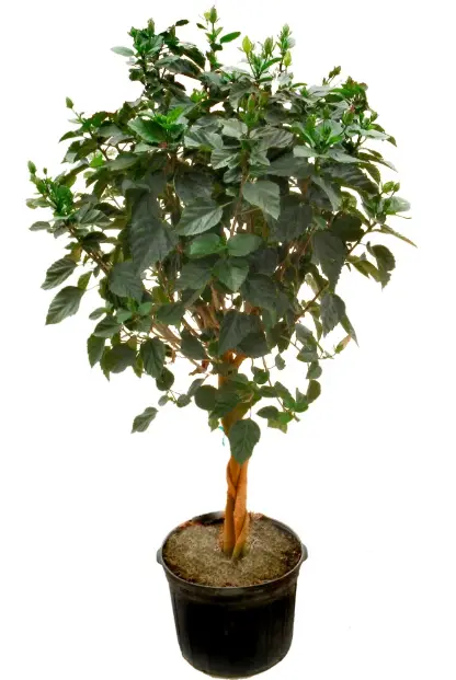 Cottage-Farms-DIRECT-M89465-Tropical-Hibiscus-Tree-product-image