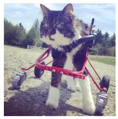 RECOVERY EFFECTS PEARL Heavy Low-End Vintage Fuzz Pedal-fig2