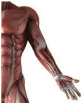 Shenzhen Haohan Wujiang Technology UF01 Fascia Massage Gun- Upper limb