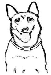 Shenzhen Banchong Technology BC201 Dog Training Collar - fig5