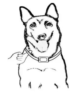 Shenzhen Banchong Technology BC201 Dog Training Collar - fig8