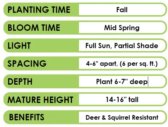GSB-ECF-06-250-Daffodil-King-Alfred-FIG-2
