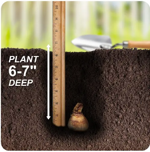 GSB-ECF-06-250-Daffodil-King-Alfred-FIG-3