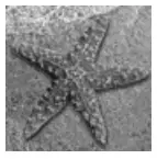 EPSON WF 2820 Printer - fish