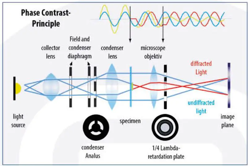 euromex -IS.1053-PLPOLi- iScope -Trinocular -Polarizing -Microscope -10