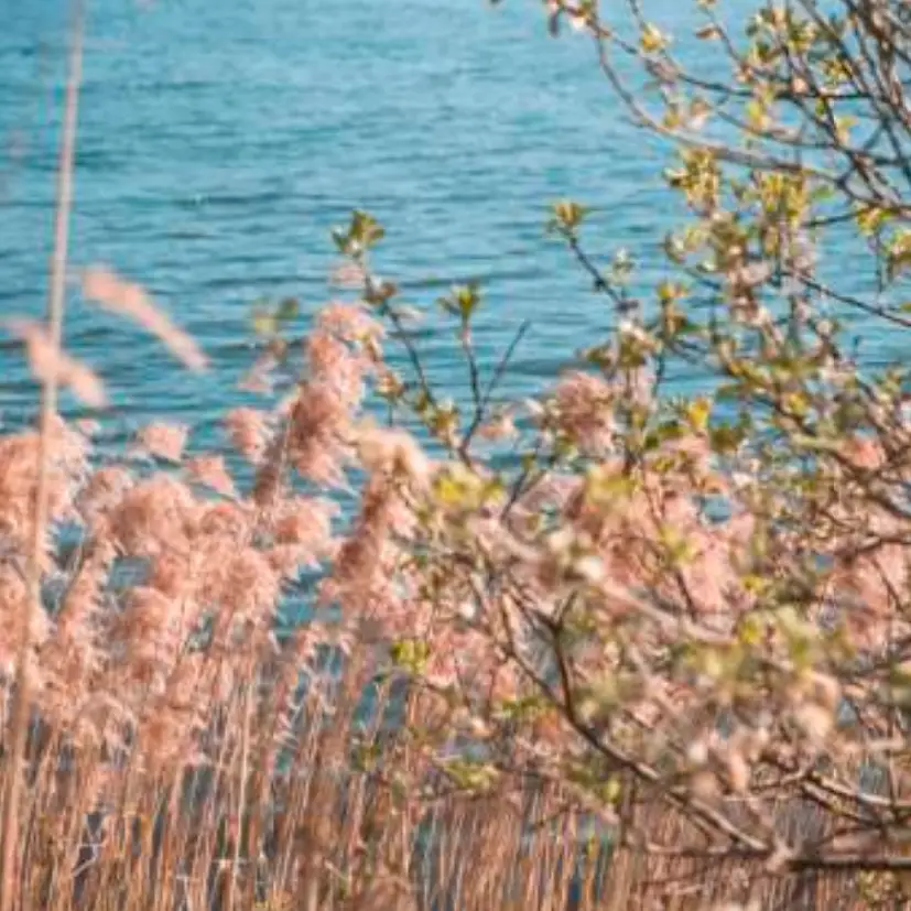 UMAGE Silvia Pendant Light Shade Brushed Brass - FIG 2