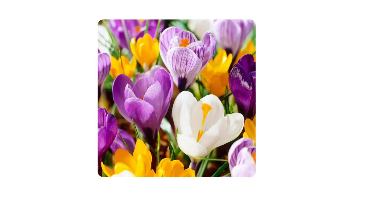 Gsb Ecf-12-200 Crocus Large Flowering Mixed Instruction Manual