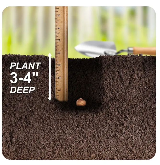 GSB ECF-12-200 Crocus Large Flowering Mixed fig (3)