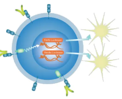COBIOER-BIOSCIENCES-CBP74102-LILRB4-Effector-Reporter-Cell-PRO